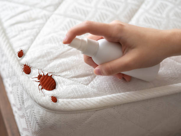 Best Flea Control Services  in Walnut Ridge, AR