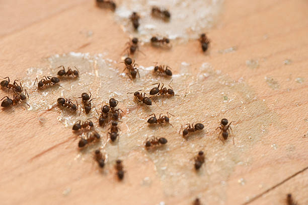 Best Spider Control Near Me  in Walnut Ridge, AR