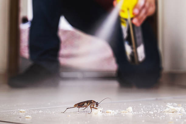 Flea Control Services in Walnut Ridge, AR